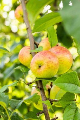 Malus domestica 'Roter Berlepsch' haute-tige 12/14