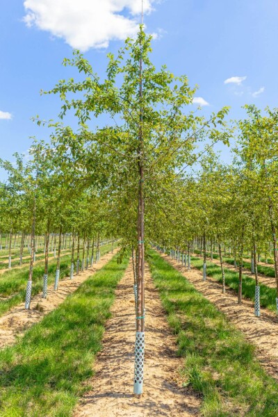 Malus floribunda haute-tige 14/16