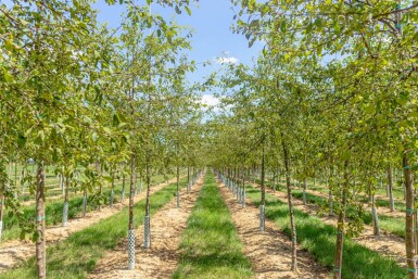 Malus floribunda haute-tige 14/16