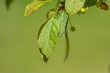 Malus floribunda haute-tige 14/16