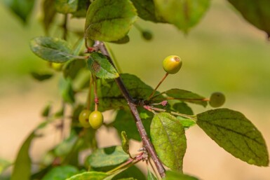 Malus floribunda haute-tige 14/16