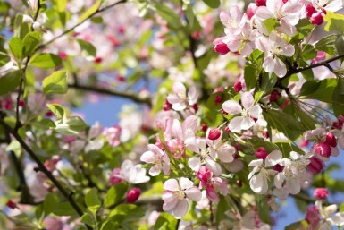 Malus floribunda haute-tige 14/16