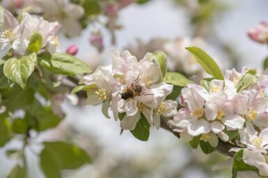 Malus floribunda haute-tige 14/16