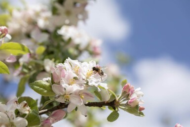 Malus floribunda haute-tige 14/16