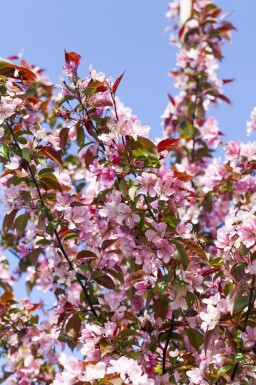 Malus floribunda haute-tige 14/16