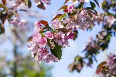 Malus floribunda haute-tige 14/16