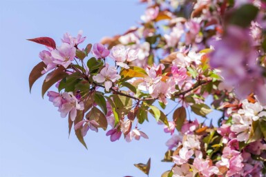Malus floribunda haute-tige 14/16
