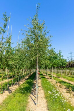 Malus sylvestris haute-tige 12/14