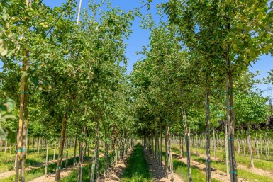 Malus sylvestris haute-tige 12/14