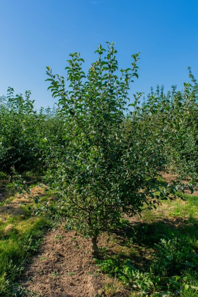 Malus sylvestris cépée