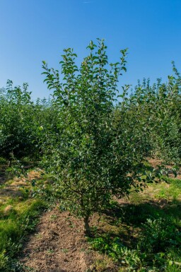 Malus sylvestris cépée