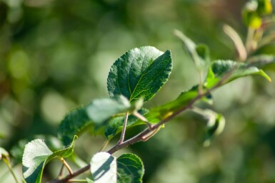Malus sylvestris cépée
