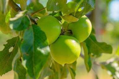 Malus sylvestris cépée