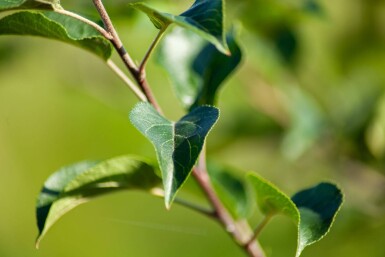 Malus sylvestris cépée