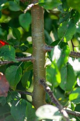 Malus sylvestris cépée