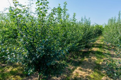 Malus sylvestris cépée