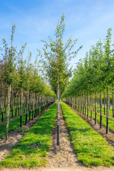 Malus toringo haute-tige