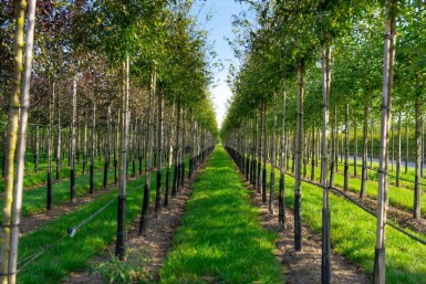 Malus toringo haute-tige