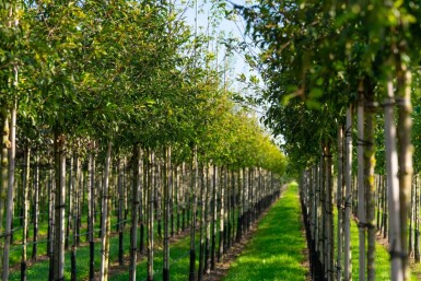 Malus toringo haute-tige