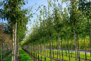Malus toringo haute-tige