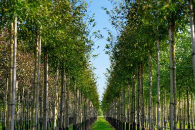 Malus toringo haute-tige