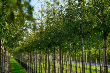 Malus toringo haute-tige