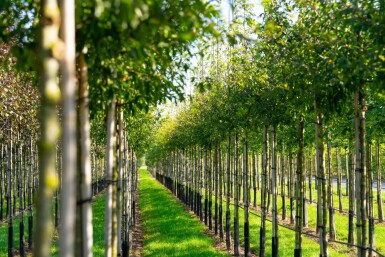 Malus toringo haute-tige