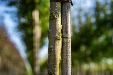 Malus toringo haute-tige