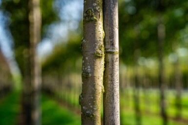 Malus toringo haute-tige