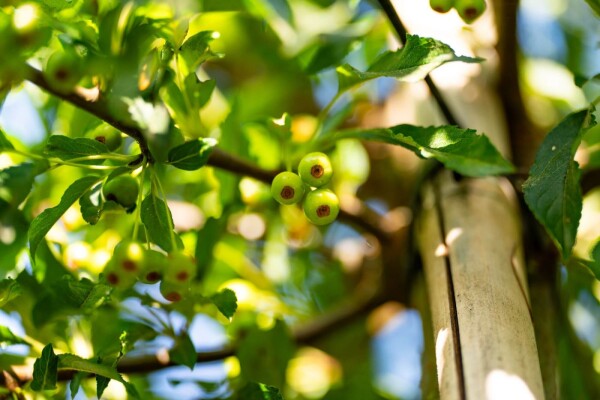 Malus toringo cépée
