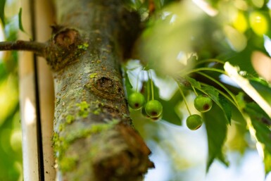 Malus toringo cépée