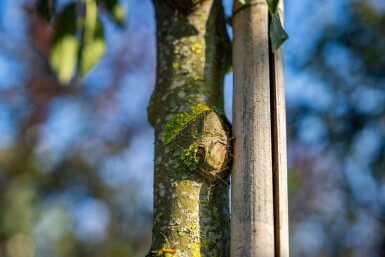 Malus toringo cépée