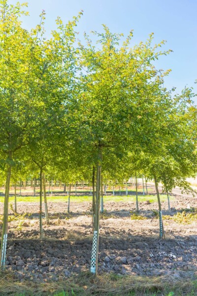 Malus toringo 'Brouwers Beauty' haute-tige 12/14