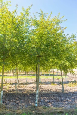 Malus toringo 'Brouwers Beauty' haute-tige