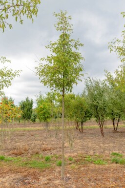 Malus toringo 'Brouwers Beauty' haute-tige