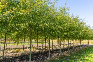 Malus toringo 'Brouwers Beauty' haute-tige 12/14