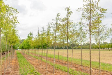Malus toringo 'Brouwers Beauty' haute-tige 12/14