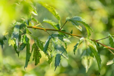 Malus toringo 'Brouwers Beauty' haute-tige 12/14