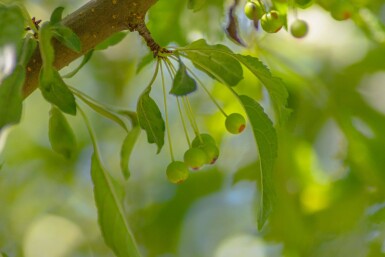 Malus toringo 'Brouwers Beauty' haute-tige 12/14