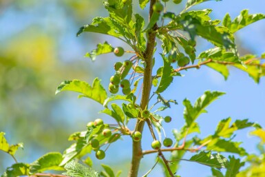 Malus toringo 'Brouwers Beauty' haute-tige 12/14