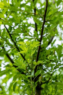 Malus toringo 'Brouwers Beauty' haute-tige 12/14