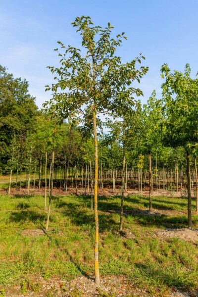 Malus tschonoskii haute-tige