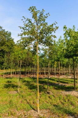 Malus tschonoskii haute-tige