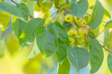 Malus tschonoskii haute-tige