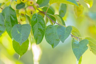 Malus tschonoskii haute-tige