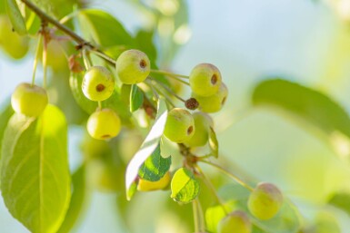 Malus tschonoskii haute-tige