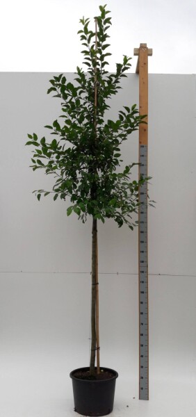 Malus 'Evereste' haute-tige 8/10