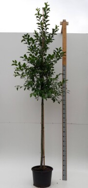 Malus 'Evereste' haute-tige