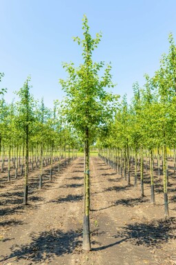 Malus 'Evereste' haute-tige