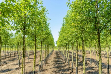 Malus 'Evereste' haute-tige 8/10